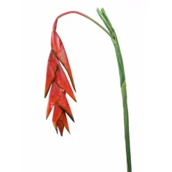 Hanging Heliconia Natural Stem