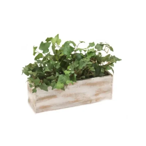 Hedera Ivy in Whitewash Wooden Planter