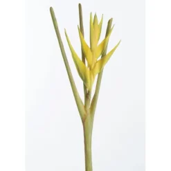 Heliconia Stem 27
