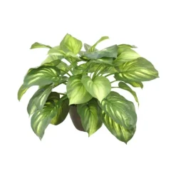 Hosta Planting in Brown Planter