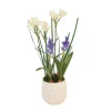 Hyacinths and Nerine Lily in White Planter