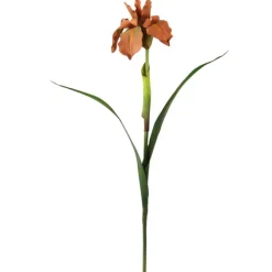 Iris in Melon Rust  (Sold in Multiples of 12)