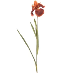 28.5" Iris Stem in Rust Brown  (Sold in Multiples of 12)