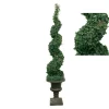 Irish Ivy Sprial Topiary in Urn