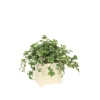 Ivy in White Artisan Container