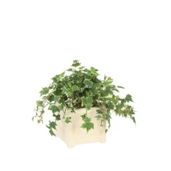 Ivy in White Artisan Container