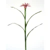 Japanese Iris in Plum Ivory   (Sold in Multiples of 6)