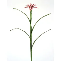 Japanese Iris in Plum Ivory   (Sold in Multiples of 6)