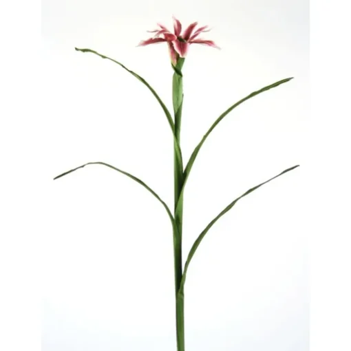 Japanese Iris in Plum Ivory   (Sold in Multiples of 6)