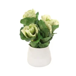 Kale in White Vase (Pk 3)