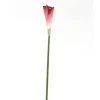 Large Arum Lily in Burgundy Wine