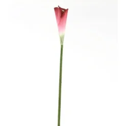 Large Arum Lily in Burgundy Wine