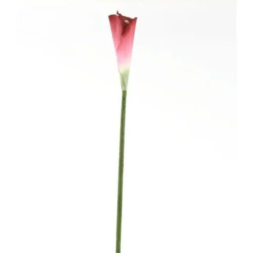 Large Arum Lily in Burgundy Wine