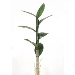 Large Dendrobium Leaf Plant x 7 Leaves  (Sold in Multiples of 12)