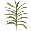 Large Green Dendrobium Leaf