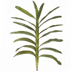 Large Green Dendrobium Leaf