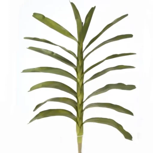 Large Green Dendrobium Leaf