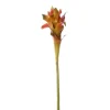 36" Large Guzmania Stem  (Set of 12)