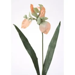Large Iris Sonia/Celedo