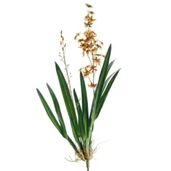Large Oncidium Stem with Plant in Gold Green (Sold in Multiples of 4)