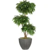 6' Layered Mango in Dark Grey Vertically Ridge Planter