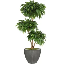6' Layered Mango in Dark Grey Vertically Ridge Planter