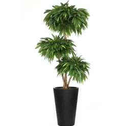 7' Layered Mango Tree in Tall Black Fiberstone Planter