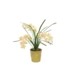 Light Green Mini Orchids in Small Green Ceramic Pot