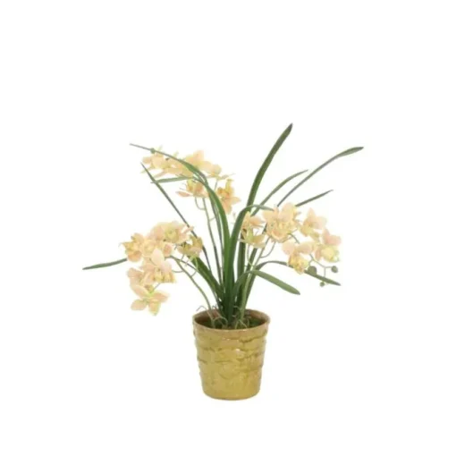 Light Green Mini Orchids in Small Green Ceramic Pot