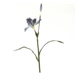 Lily with Bud
