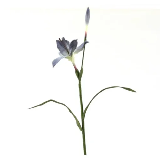 Lily with Bud