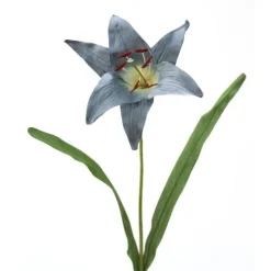 Madonna Lily in Antique Blue