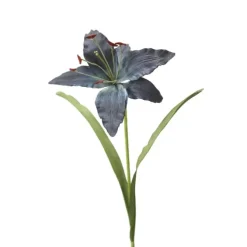 Madonna Lily in Kopen Blue