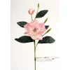 Magnolia Grandiflora in Soft Pink