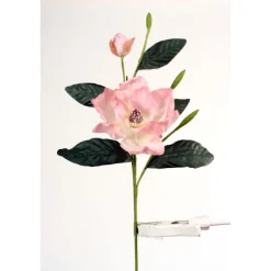 Magnolia Grandiflora in Soft Pink