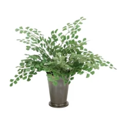 Maiden Hair Fern in Bronze Mint Julep Cup (Sold in Multiples of 4)