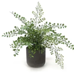 Maiden Hair in Black Wash Stone Pot (Set of 2)