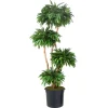 8' Mango Tree in Liner
