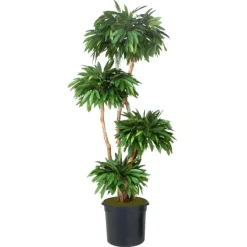 8' Mango Tree in Liner
