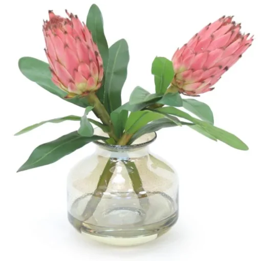 Mauve Proteas in Amber Glass