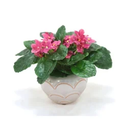 Mauve Violet Plant in White Ceramic