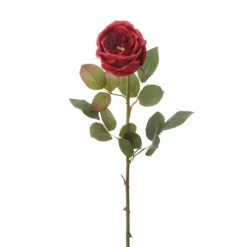 Med Single Closed Cabbage Rose Dark Red  (Sold in Multiples of 12)
