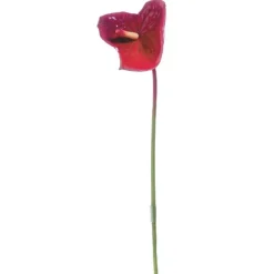 25" Medium Anthurium in Dark Red (Sold in Multiples of 12)