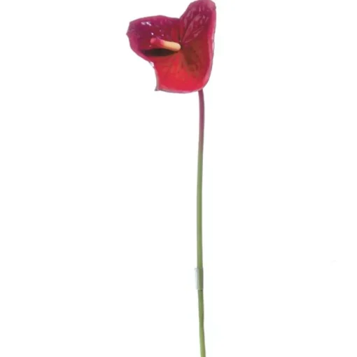 25" Medium Anthurium in Dark Red (Sold in Multiples of 12)
