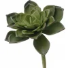 5.5" Medium Hen & Chicken Echeveria