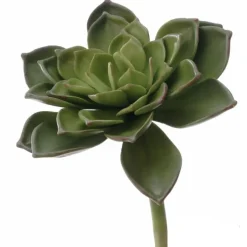 5.5" Medium Hen & Chicken Echeveria