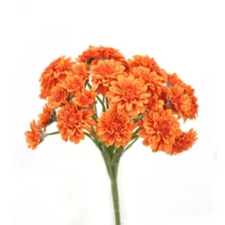 Mini Chrysanthemum Bush Rust Orange (Sold in Multiples of 12)