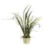 Mini Cymbidium Orchid In Cream Aged Pot