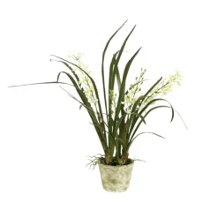 Mini Cymbidium Orchid In Cream Aged Pot