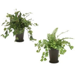 Mini Ivy and Mountain Ivy Assortment in Bronze Mint Julep Pot (Set of 4)